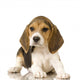 Beagle Puppy Laying Down Wall Decal
