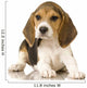 Beagle Puppy Laying Down Wall Decal