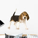 Beagle Puppy Wall Decal