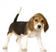 Beagle Puppy Wall Decal