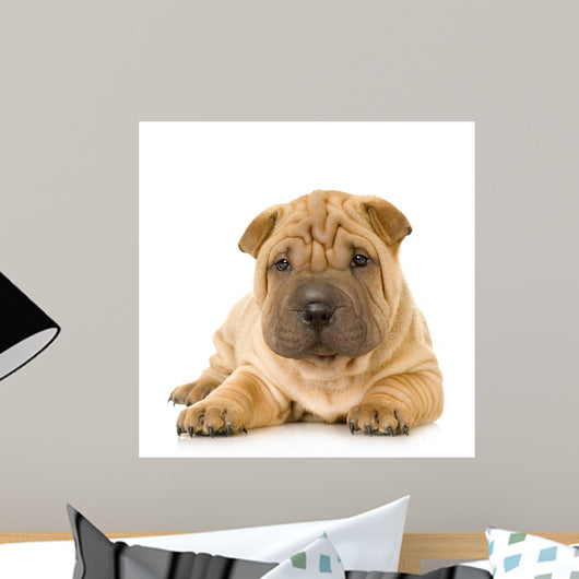 Sharpei Puppy Laying Down Wall Decal
