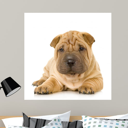 Sharpei Puppy Laying Down Wall Decal