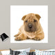 Sharpei Puppy Laying Down Wall Decal