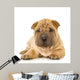 Sharpei Puppy Laying Down Wall Decal