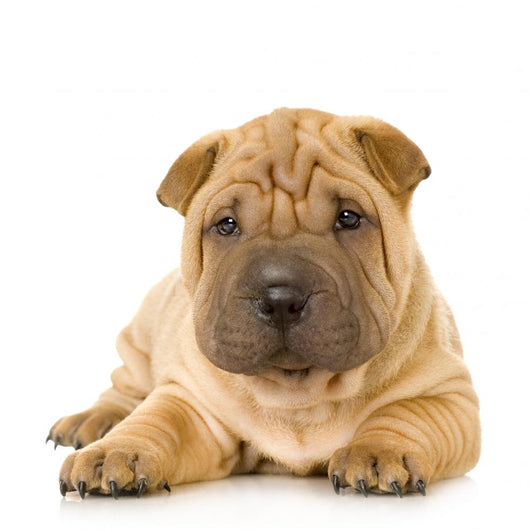 Sharpei Puppy Laying Down Wall Decal