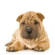 Sharpei Puppy Laying Down Wall Decal