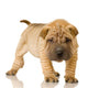 Sharpei Puppy Wall Decal