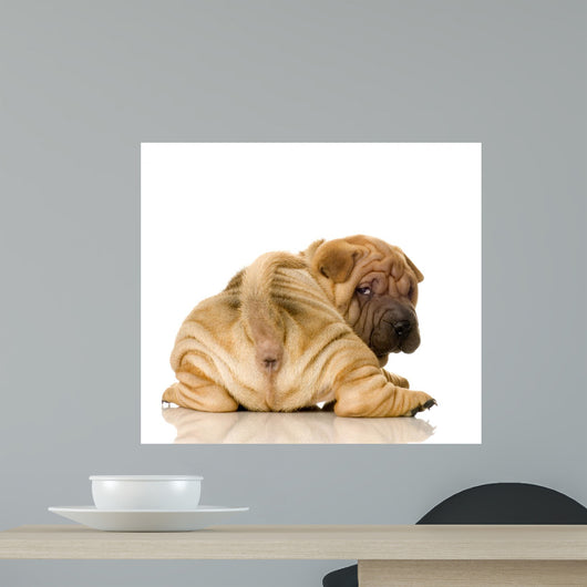 Sharpei Puppy Behind Wall Decal