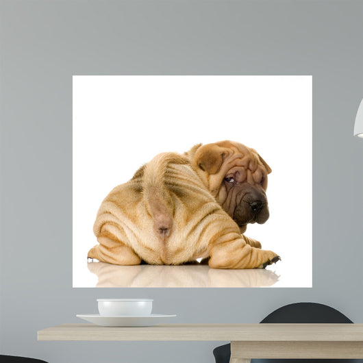 Sharpei Puppy Behind Wall Decal