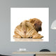 Sharpei Puppy Behind Wall Decal