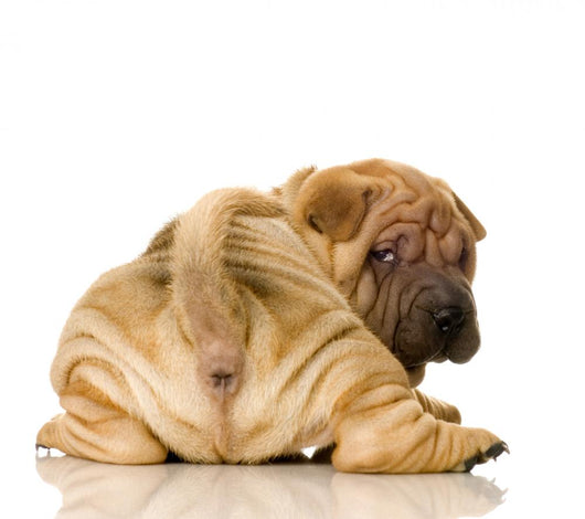Sharpei Puppy Behind Wall Decal