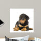 Rottweiler Puppy Laying Down Wall Decal