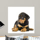 Rottweiler Puppy Laying Down Wall Decal