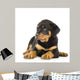 Rottweiler Puppy Laying Down Wall Decal