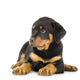 Rottweiler Puppy Laying Down Wall Decal
