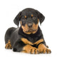 Rottweiler Puppy Wall Decal
