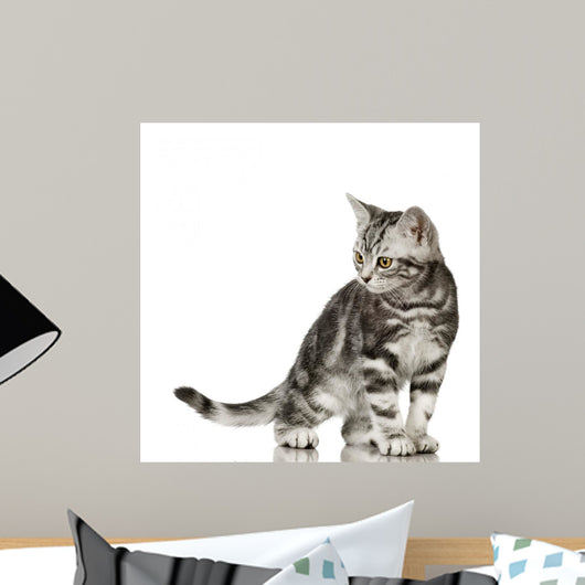 British Shorthair Cat Wall Decal