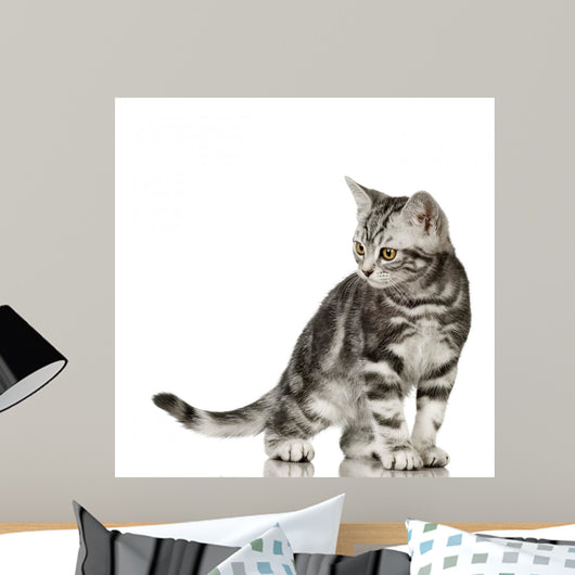 British Shorthair Cat Wall Decal