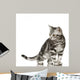 British Shorthair Cat Wall Decal