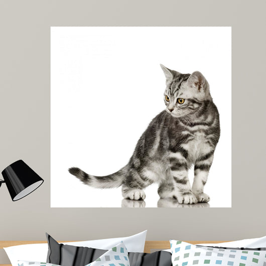 British Shorthair Cat Wall Decal