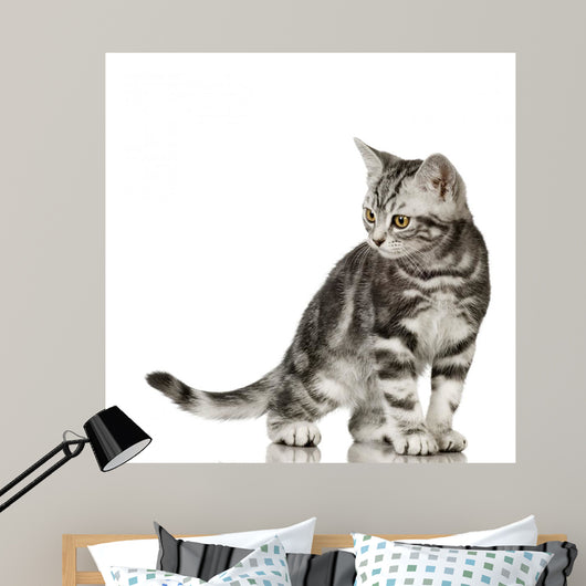 British Shorthair Cat Wall Decal