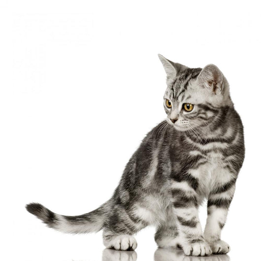 British Shorthair Cat Wall Decal