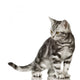 British Shorthair Cat Wall Decal