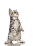 British Shorthair Cat Standing on Hind Legs Wall Decal