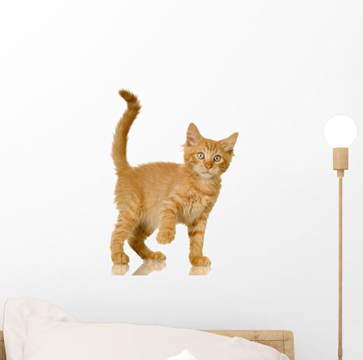 Ginger Cat Kitten Wall Decal