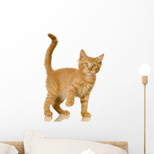 Ginger Cat Kitten Wall Decal
