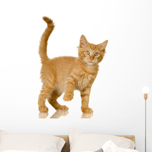 Ginger Cat Kitten Wall Decal