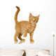Ginger Cat Kitten Wall Decal