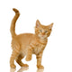 Ginger Cat Kitten Wall Decal