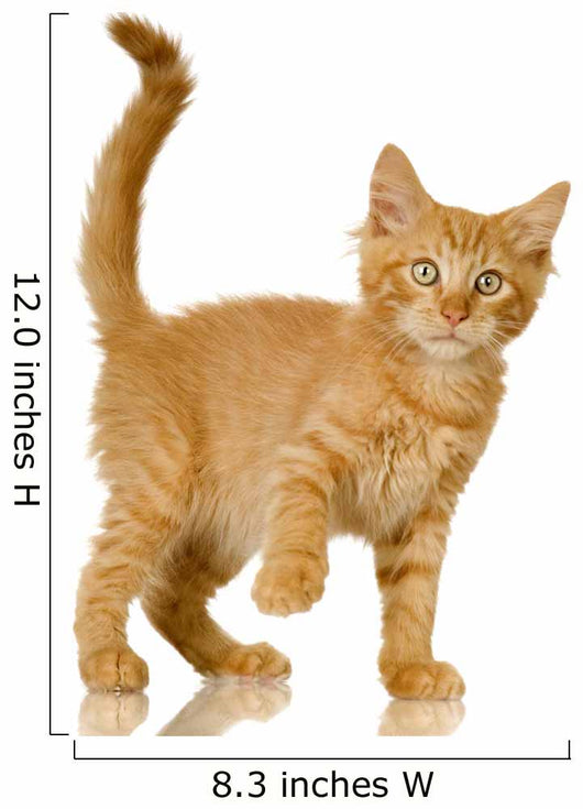 Ginger Cat Kitten Wall Decal