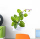 Fresh Oregano Sprig Reflected Wall Decal