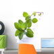 Fresh Oregano Sprig Reflected Wall Decal
