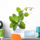Fresh Oregano Sprig Reflected Wall Decal