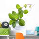 Fresh Oregano Sprig Reflected Wall Decal