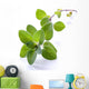 Fresh Oregano Sprig Reflected Wall Decal