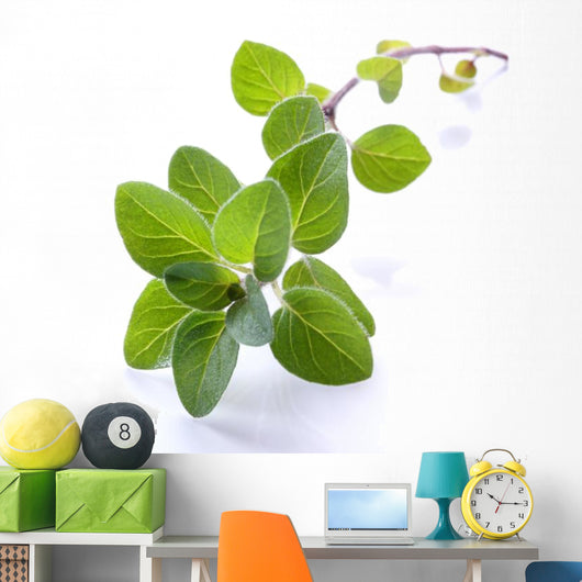 Fresh Oregano Sprig Reflected Wall Decal