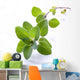 Fresh Oregano Sprig Reflected Wall Decal