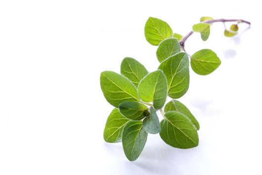 Fresh Oregano Sprig Reflected Wall Decal