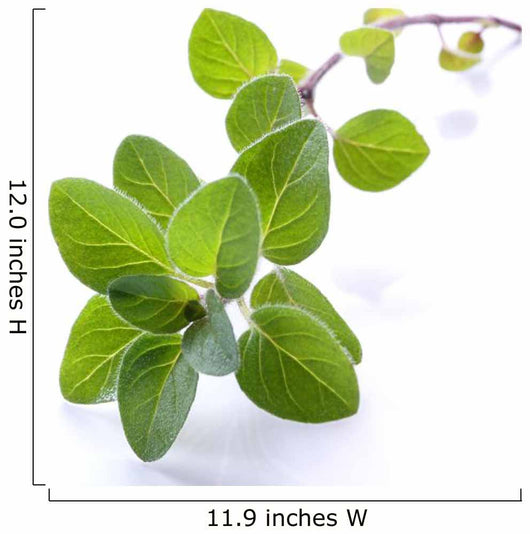 Fresh Oregano Sprig Reflected Wall Decal