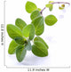 Fresh Oregano Sprig Reflected Wall Decal