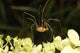 Daddy-long-legs Spider Wall Decal