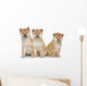 Three Shiba Inu Puppies Wall Decal