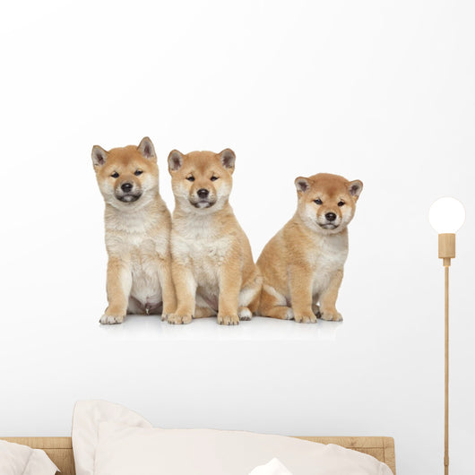Three Shiba Inu Puppies Wall Decal