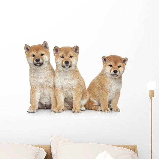 Three Shiba Inu Puppies Wall Decal