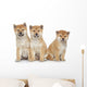 Three Shiba Inu Puppies Wall Decal