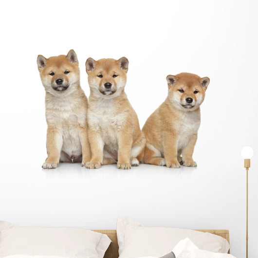 Three Shiba Inu Puppies Wall Decal